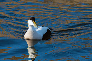 The Common Eider. Flocks of these large sea ducks enliven northern coastlines. Males are white and black with a soft suffusion of green on the nape. Immature males are black and white.