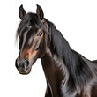 Dark Morgan Horse Close-Up Isolated on Transparent Background