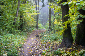 Wall Mural - Autumn scenery of path in the forest, arrounded mist. Green and yellow leaves on the ground. Cloudy weather in the forest, hiking in woodland.