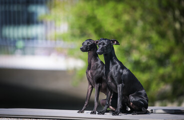 Wall Mural - Italian Greyhound dog posing in beautiful green park.