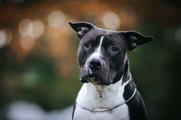 Wall Mural - American staffordshire terrier dog posing outside. amstaff in beautiful colorful autumn	

