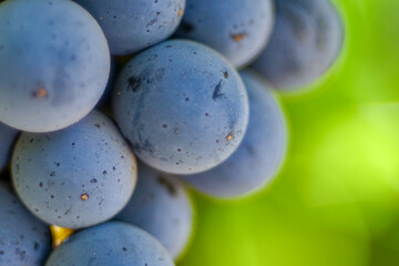 Wine grape berries close-up.