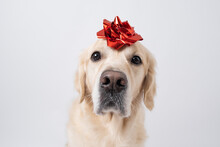 A Dog With A Red Gift Bow On His Head. Golden Retriever For Valentine's Day, Christmas, Wedding Or Birthday. Postcard With A Pet.