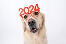 Dog Wearing Glasses 2024 For New Year. Golden Retriever For Christmas Sitting On White Background With Red Glasses. Postcard With Space For Text For New Year With Pet.