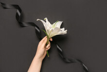 Female Hand With Beautiful Lily Flower And Ribbon On Black Background