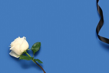 Wall Mural - White rose with black ribbon on blue background