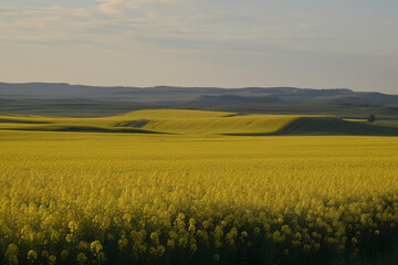 Wall Mural - Beautiful vast canola field generative AI