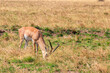 Male Impala (Aepyceros melampus) grazing in dry savannah in Serengeti National Park, Tanzania