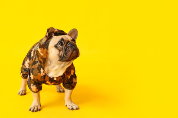Wall Mural - Cute French bulldog in raincoat on yellow background