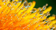 dew drops on yellow dandelion flower macro close up photo