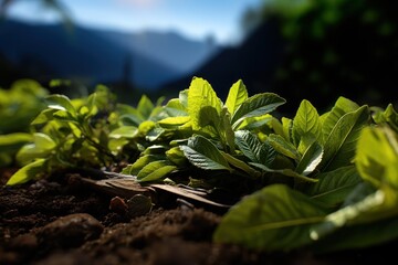 Coca plant in coca plant field. Organic plantation of coca plants in the Peruvian jungle. Farmer collecting coca leaves. Leaves of coca plant.