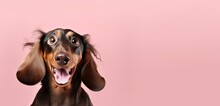 A Portrait Of A Dachshund Dog With A Surprised Expression, Looking Into The Camera Isolated A Pink Background.