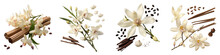 Vanilla Pods And Orchid Flower  Hyperrealistic Highly Detailed Isolated On Transparent Background Png File