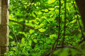 Wall Mural - forest trees with green leaves in sun rays