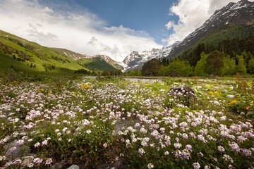 Sticker - A beautiful natural summer panoramic landscape field with wild flowers.