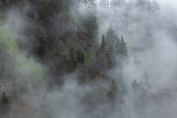 Poster - Nature background misty. Forest trees with fog.