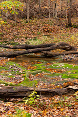 Wall Mural - Autumn landscape in the woods.