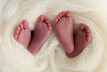 Legs, Toes, Feet And Heels Of Newborn Twins. Wrapped In A Knitted White Blanket. Studio Macro Photography Of The Legs Of Newborn Twins, Close-up White Backgraund. Two Newborns.