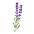 Vector illustration, lavender flowers, isolated white background.