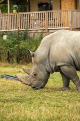 Wall Mural - Rhinoceros grazing in a lush green field.