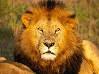 Canvas Print - Majestic East African lion in a savannah meadow, surrounded by lush grass