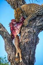Vertical Shot Of A Leopard Eating Its Prey Deer On A Tree In A Forest