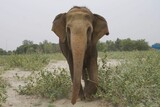 Fototapeta Perspektywa 3d - Majestic elephant standing on a sandy plain surrounded by foliage and trees