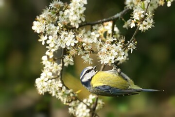 Blue tit (Cyanistes caeruleus) perched atop a blooming branch of a hawthorn tree