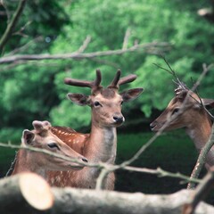 Wall Mural - White-tailed deers standing near a line of trees and bushes in a natural forest environment