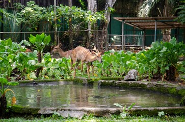 Antelopes near a pond at the zoo