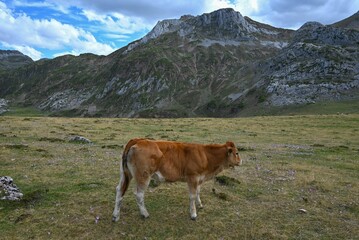 Sticker - Large brown bovine in a lush green grassy field with mountain peaks in the background