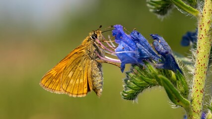 Wall Mural - Butterfly perched atop a colorful bouquet of flowers in a grassy meadow.