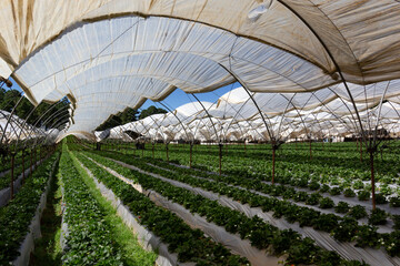 Strawberry cultivation in Mexico under the sun in perspective 