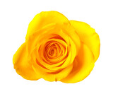 Fototapeta Koty - Beautiful fresh yellow rose isolated on white
