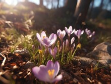 AI Generated Illustration Of Small Blooming Purple Crocus Flowers In A Park