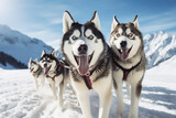 Fototapeta Psy - team of husky sled dogs diligently pulls a sled through the pristine and expansive Arctic mountain terrain. Shallow field of view focuses on this awe-inspiring scene. Generative AI.
