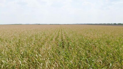 Poster - Drone footage over a vast green cultivated field on a sunny day with blue sky