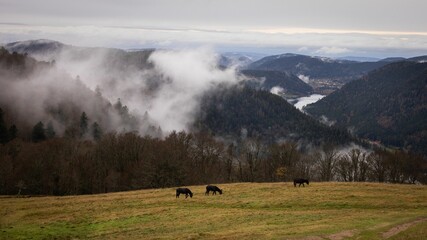 Poster - Group of donkeys peacefully grazing in a lush, grassy field in the shadow of majestic mountain peaks