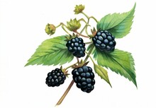 AI Generated Illustration Of Ripe Blackberries Growing On A Lush Green Branch