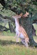 © Wirestock - European fallow deer (Dama dama) with impressive antlers in a lush grassy meadow