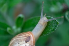 A Snail Sitting On Top Of A Green Leaf Covered Tree
