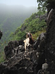 Wall Mural - there is a goat standing on a rocky hill side next to the woods