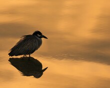 Selective Focus Of A Yellow-crowned Night Heron Perched On A Pond During The Sunset