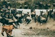 © Wirestock - Herd of wildebeests running on a dusty field escaping a lion predator