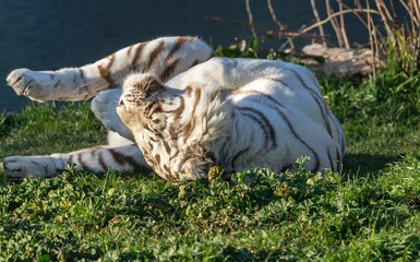 Wall Mural - Close-up of a white tiger playing and rubbing in the grass