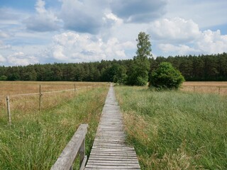 Wall Mural - a wooden pathway in a field of tall grass between trees