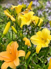 Wall Mural - Vibrant yellow Amur daylily in full bloom is nestled among lush green garden