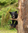 cub sitting on a branch