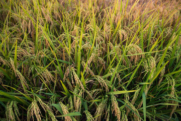 Top view grain rice field agriculture landscape