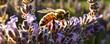 The bee (Apis mellifera) collects nectar from lavender. Banner photo. generative ai
